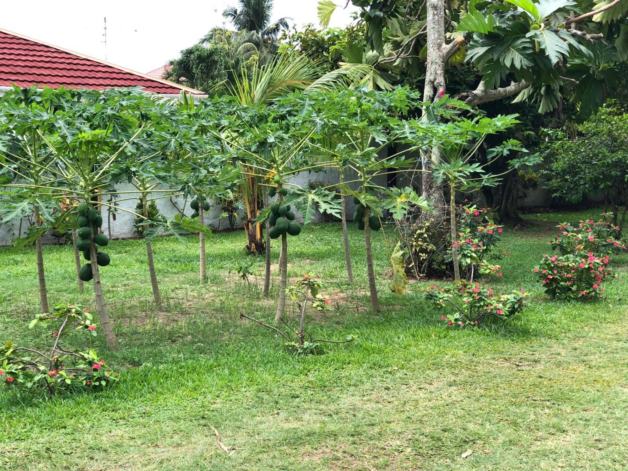 Hcs Bungalows Turtle Bay Rustic Bungalow Au Cap Exterior photo
